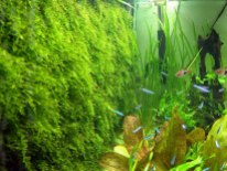 carpet-aquarium-plants-43