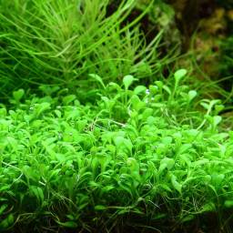 glossostigma-carpet-aquarium-plants-10