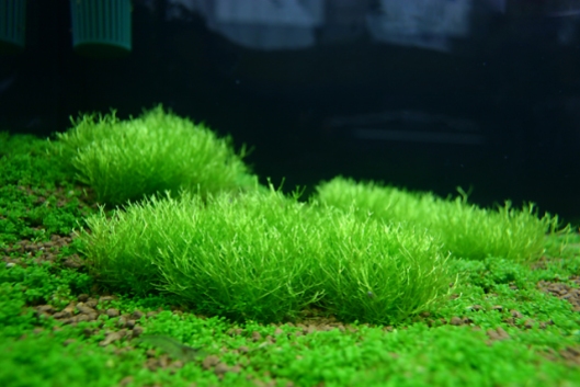 ricia-fluitans-crystalwort-carpet-aquarium-plants-2